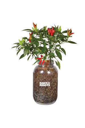 Chili Pepper, 6ea